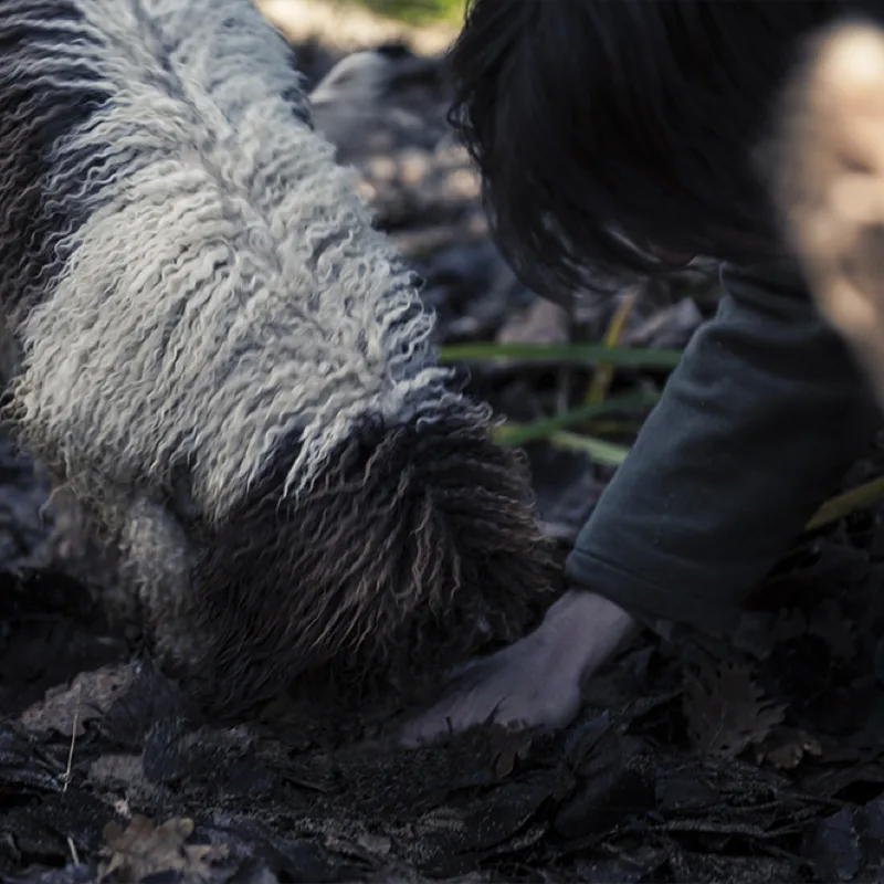 uomo e cane da tartufo su un terreno alla ricerca di tartufi.